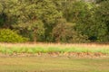 spotted deer or chital or axis axis deer herd or family in large group grazing grass in wild natural green open field in outdoor Royalty Free Stock Photo