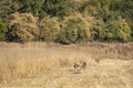 Spotted deer or Chital or axis axis herd or family on move together in open field at bandhavgarh national park or forest reserve Royalty Free Stock Photo