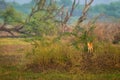 Spotted deer or Chital or Cheetal or axis axis fawn alone in golden hour sunset light scenic landscape of keoladeo bharatpur india Royalty Free Stock Photo