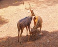 A Spotted Deer/Chital/Cheetal Family