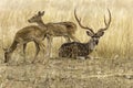 Spotted Deer Chital Deer with Antlers	 Family with Male Sitting and Female Standing on a grassland in Morning Golden Light Royalty Free Stock Photo