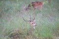 Spotted Deer or Chital in a national park in India Royalty Free Stock Photo