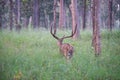 Spotted Deer or Chital in a national park in India Royalty Free Stock Photo