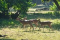 Spotted Deer or Chital in a national park in India Royalty Free Stock Photo