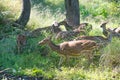 Spotted Deer or Chital in a national park in India Royalty Free Stock Photo
