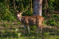 Spotted Deer Eating Fallen Rhododendron Flower Royalty Free Stock Photo