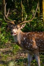 Spotted Deer Eating Rhododendron Flower Royalty Free Stock Photo
