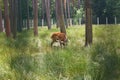 Spotted deer in the enclosure of Belovezhskaya Pushcha. They walk around the aviary