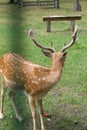 Spotted deer in the enclosure of Belovezhskaya Pushcha. They walk around the aviary