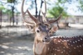 Spotted deer