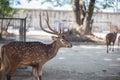 Spotted deer