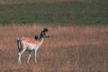 Spotted deer fawn in dry grassy field with two crows perched on it, friendly relationship Royalty Free Stock Photo