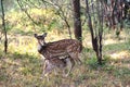 Spotted Deer Fawn feeding from mother Royalty Free Stock Photo