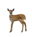 Spotted deer fawn isolated on white background Royalty Free Stock Photo