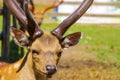 Spotted deer fawn with velvet antlers portrait Royalty Free Stock Photo