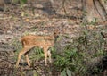 Spotted Deer Fawn Royalty Free Stock Photo