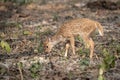 A Spotted Deer Fawn walking in the jungle Royalty Free Stock Photo