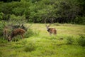 Spotted deer feeding in the grassland forest Royalty Free Stock Photo