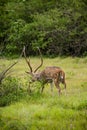 Spotted deer feeding in the grassland forest Royalty Free Stock Photo