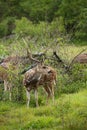 Spotted deer feeding in the grassland forest Royalty Free Stock Photo