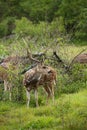 Spotted deer feeding in the grassland forest