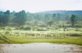 Spotted deer feeding in the grassland forest Royalty Free Stock Photo