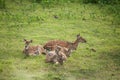 Spotted deer feeding in the grassland forest Royalty Free Stock Photo