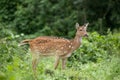 Spotted deer feeding in the grassland forest Royalty Free Stock Photo