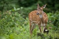 Spotted deer feeding in the grassland forest Royalty Free Stock Photo