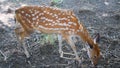 Spotted Deer Foraging in the Shade Royalty Free Stock Photo
