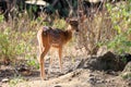 Spotted deer found common in Indian peninsula Royalty Free Stock Photo
