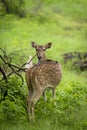 Spotted Deer at Gir National Park, India
