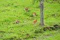 Spotted deer herd