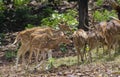 Spotted Deer Herd in the Forest