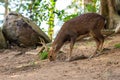 Spotted deer horns dark brown wool thin branchy horns looking for food roots nuts on the ground on a sunny day wildlife