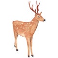 Watercolor hand drawn deer isolated on white background Royalty Free Stock Photo