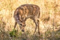 Spotted deer at kabini forest area Royalty Free Stock Photo