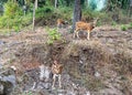 Spotted deer at Kanha national Park, MP