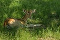 A spotted deer lies on the grass in the shade of trees Royalty Free Stock Photo