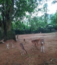 spotted deer living in groups eating their lunch