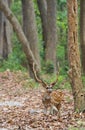 Spotted deer Male stag portrait in the forest