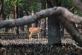 Spotted Deer in mangrove habitat.