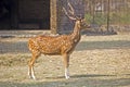 Spotted deer