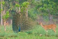 Spotted deer with peacock