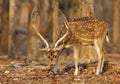 Spotted deer in Pench National Park