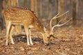 spotted deer in pench tiger reserve