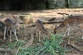 A spotted deer is playing tricks on a friend eating green grass at the Semarang Zoo