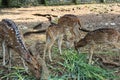 A spotted deer is playing tricks on a friend eating green grass at the Semarang Zoo