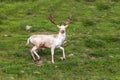 Spotted deer poses for the photographer