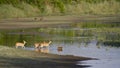 Spotted deer and rhesus macaque crossing river in Bardia, Nepal Royalty Free Stock Photo